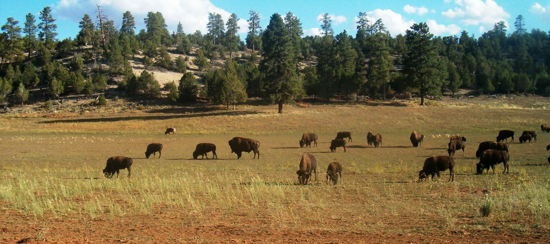 bisons plaines usa moto