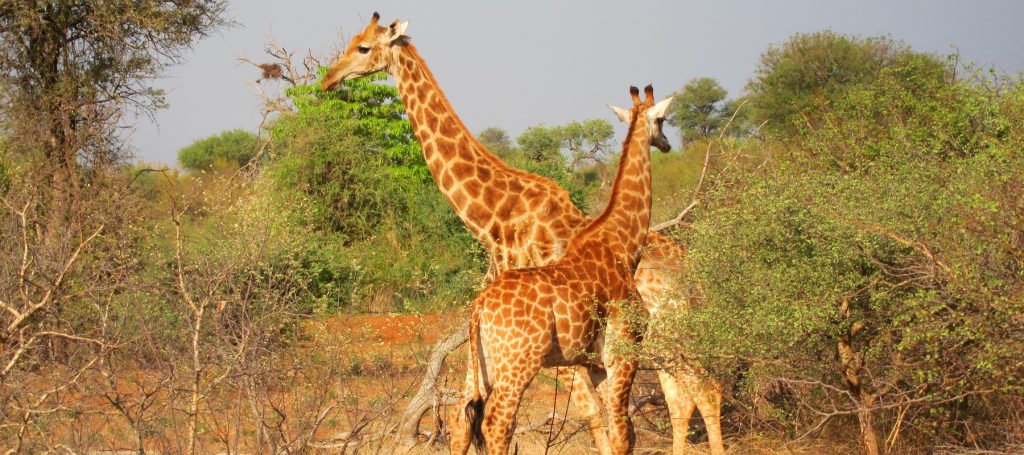 voyage a moto decouverte de kruger