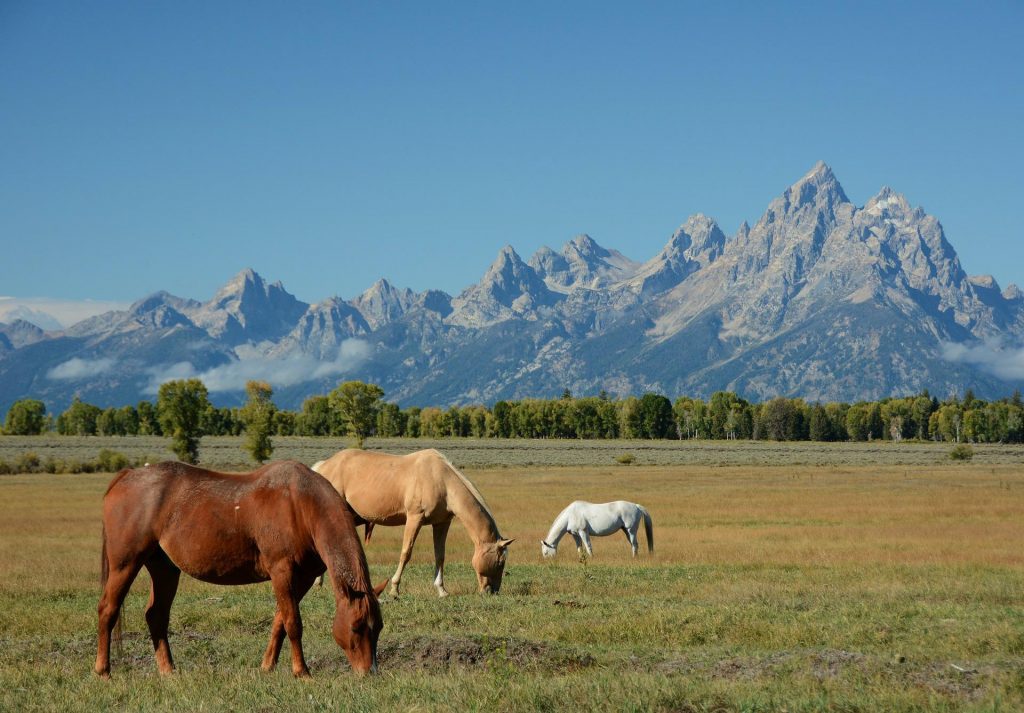 grand teton