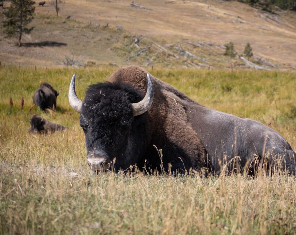 Buffalo Bill en moto