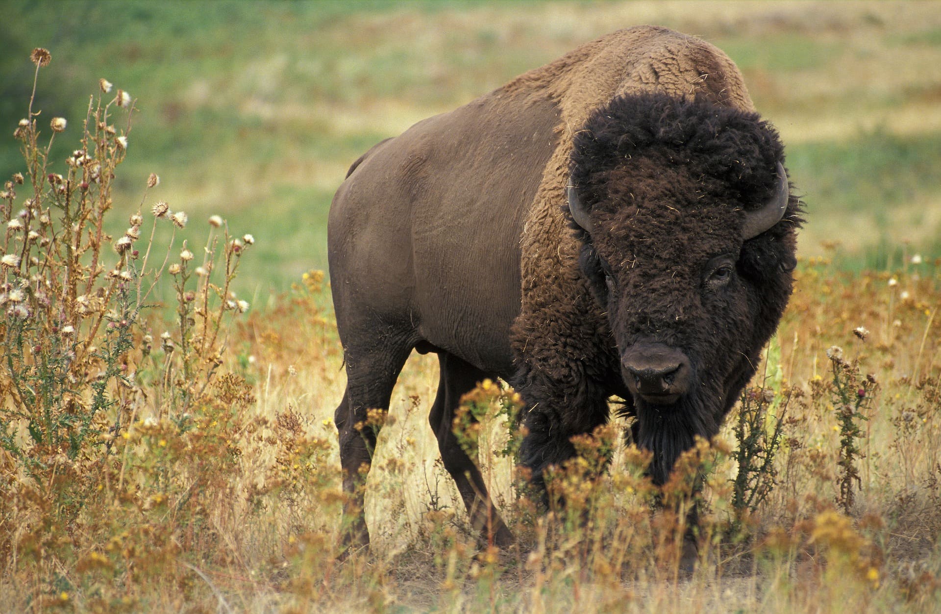 bison wyoming