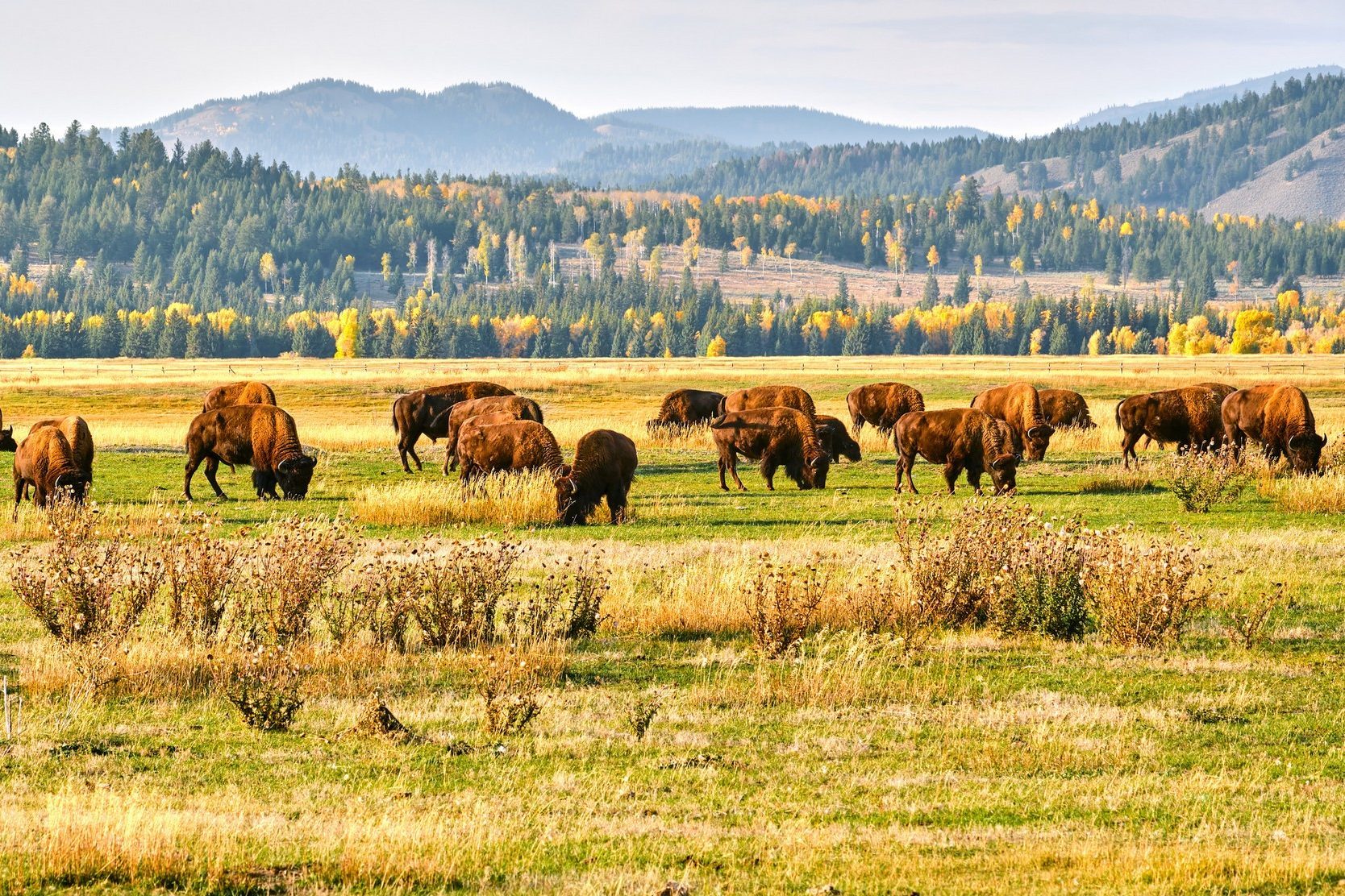 bisons plaines usa moto