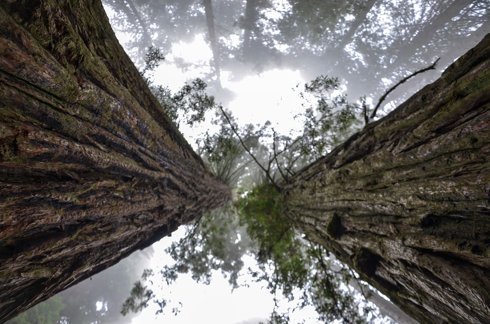 californie sequoia