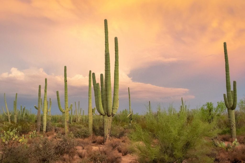 voyage moto arizona