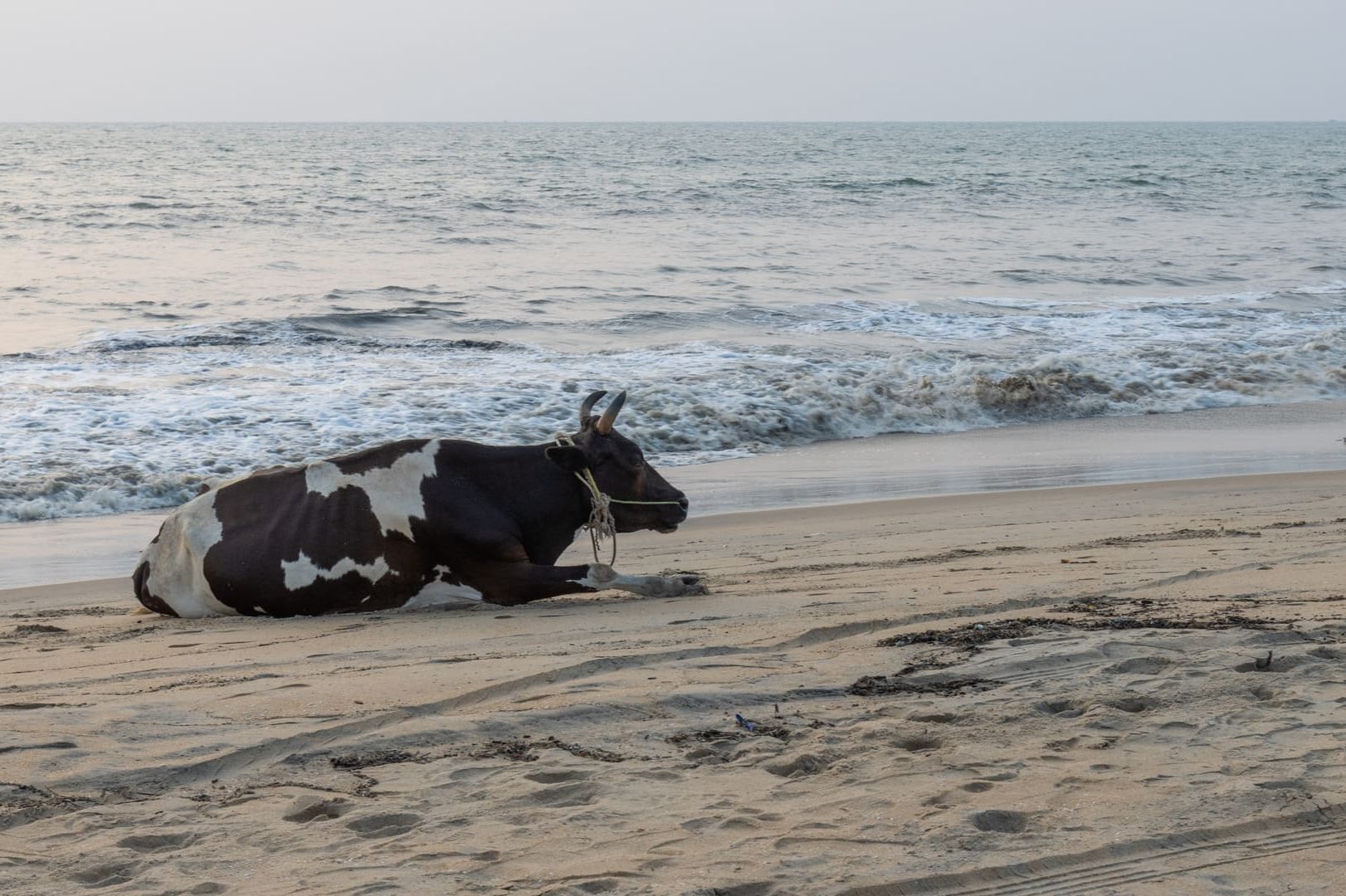 Cherai Beach, road trip moto en Inde du Sud