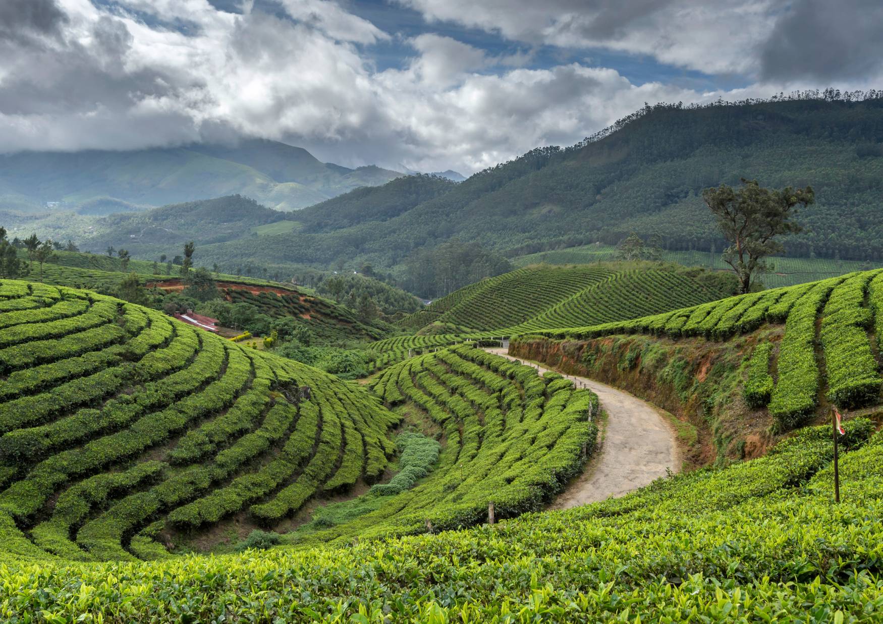 road trip en inde du sud - munnar