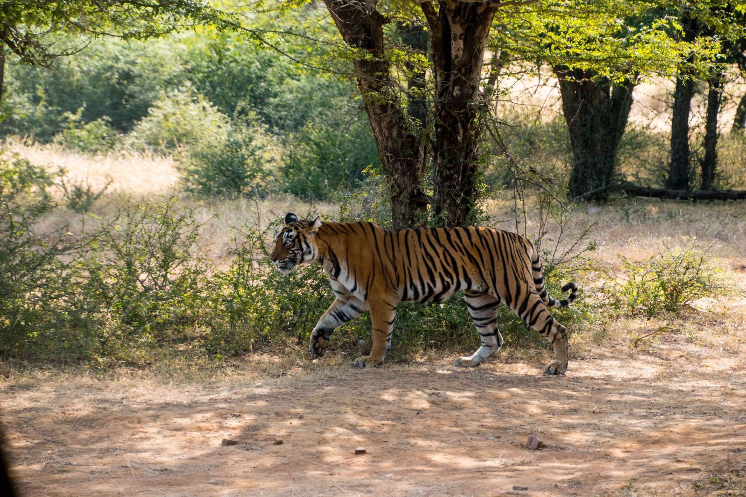 tigre sauvage dans le parc national de Ranthambore