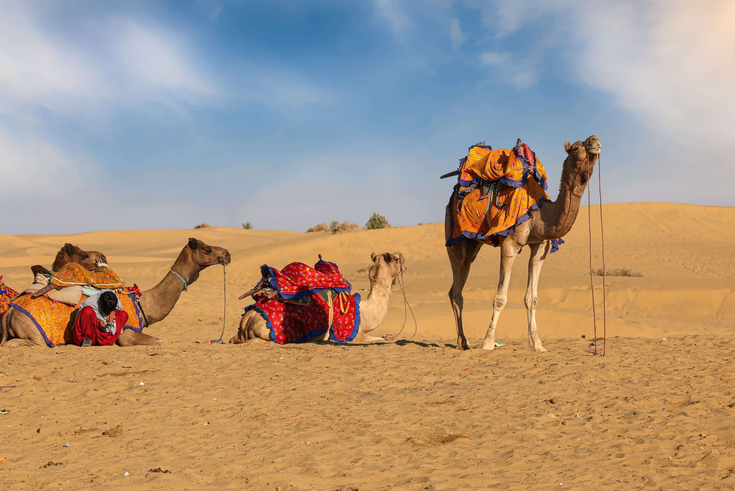 Balade en chameau dans le désert de Thar en Inde