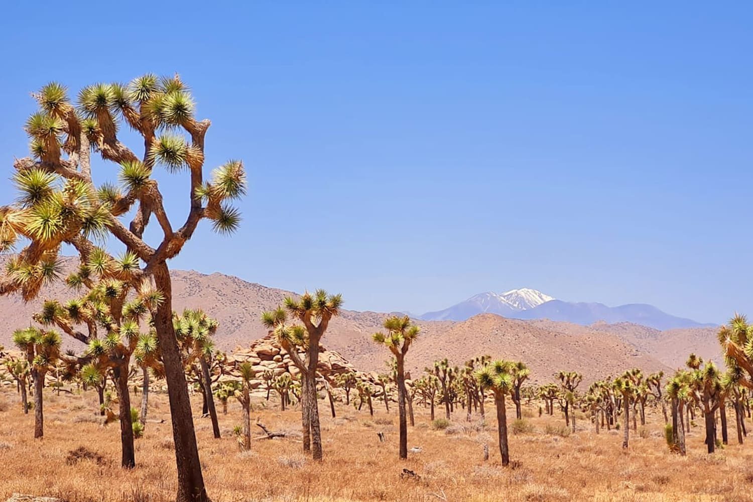 joshua-tree