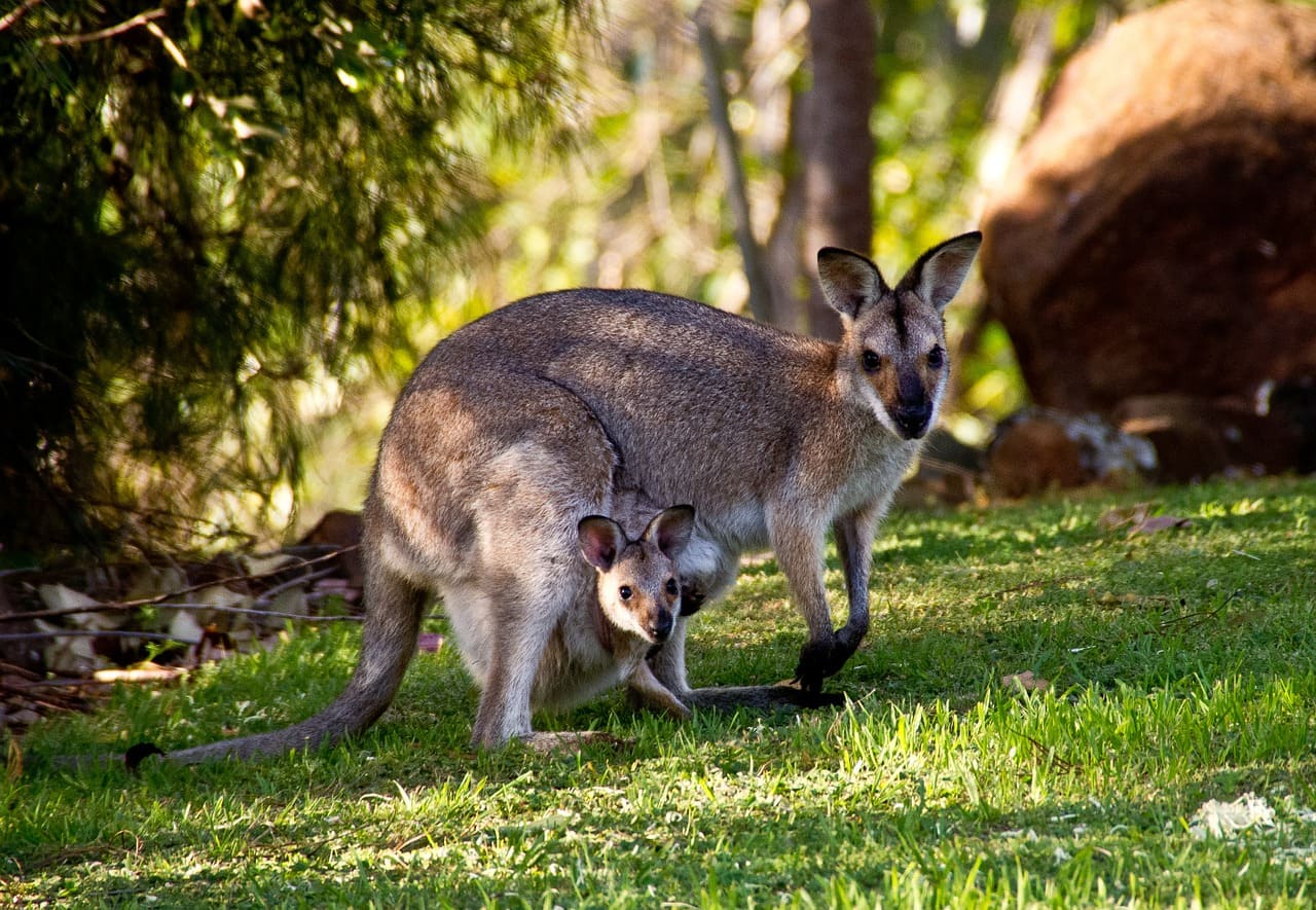 voyage moto australie