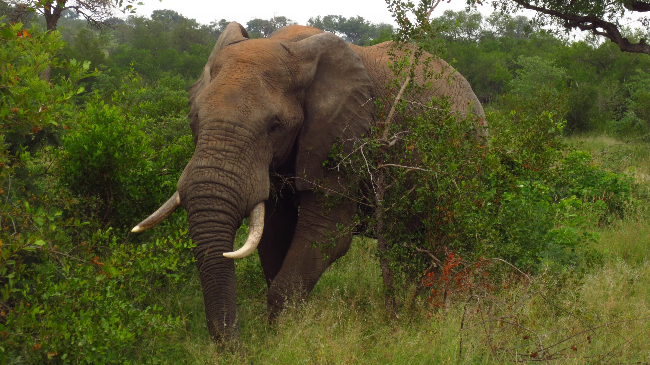 periple moto afrique du sud elephant