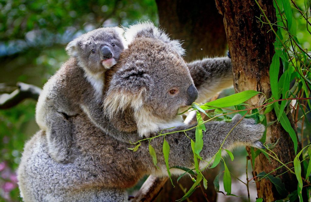 road trip moto australie koala