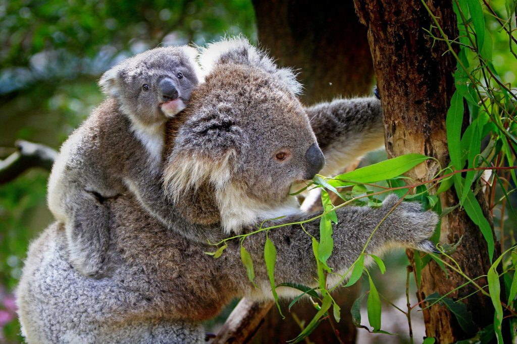 road trip moto australie koala