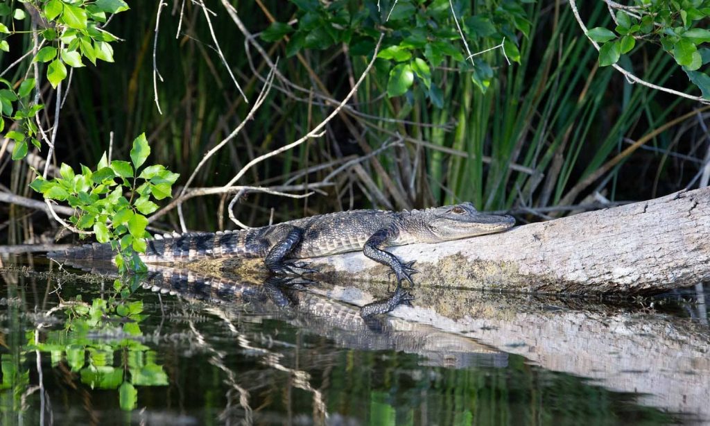 everglades floride