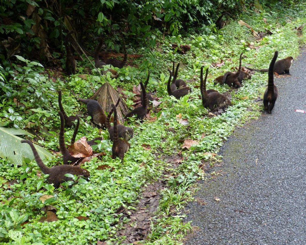 conduire au costa rica une moto