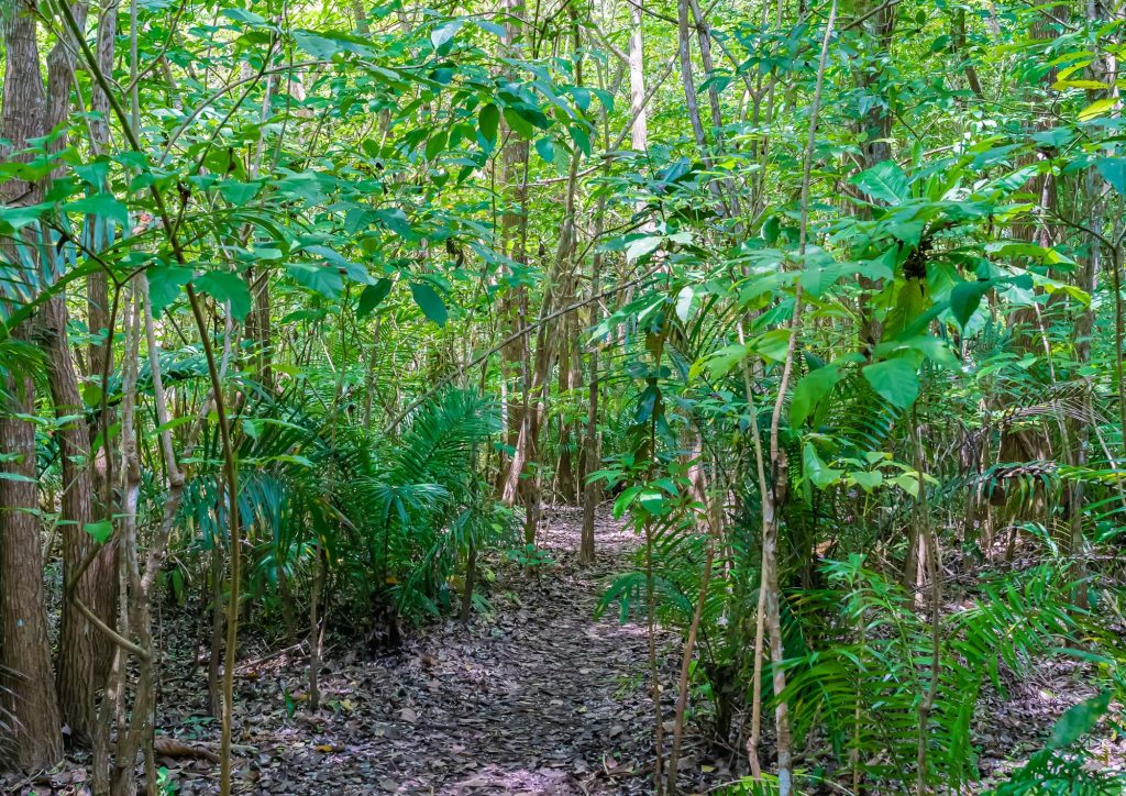 forêt de jozani