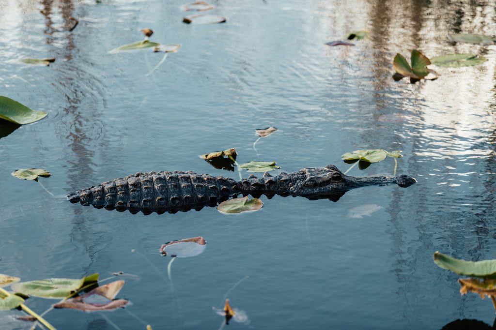 alligator everglades en floride
