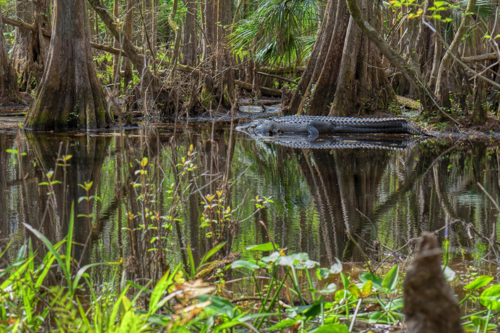 mangroves des everglades