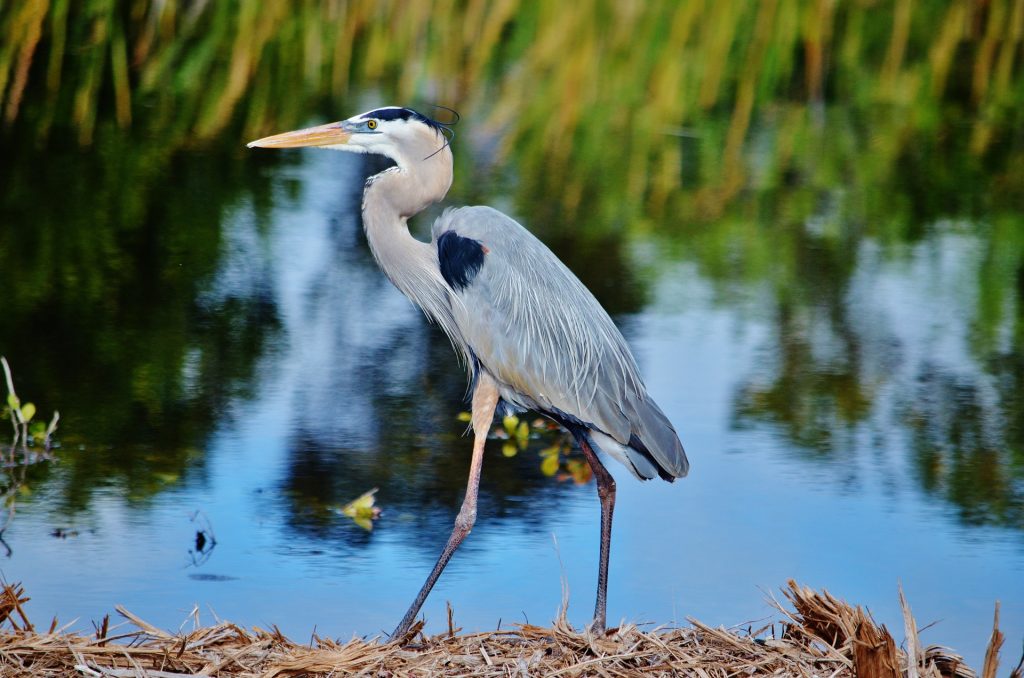 la faune des everglades