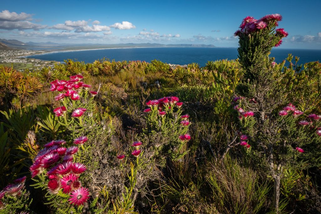 fynbos cap de bonne espérance