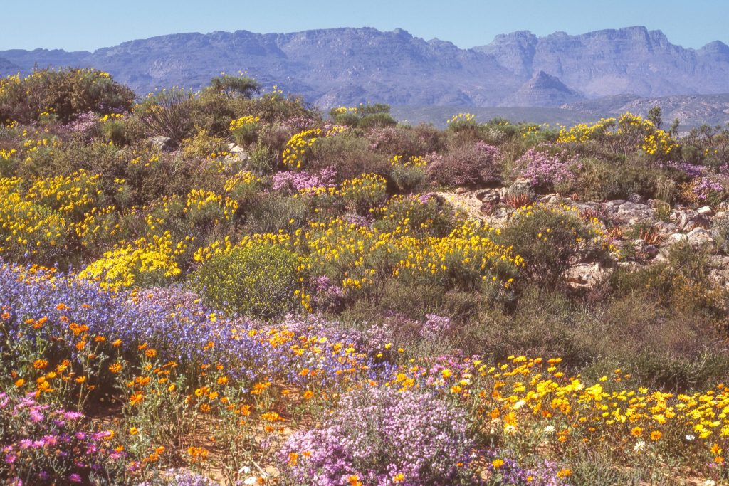 fynbos
