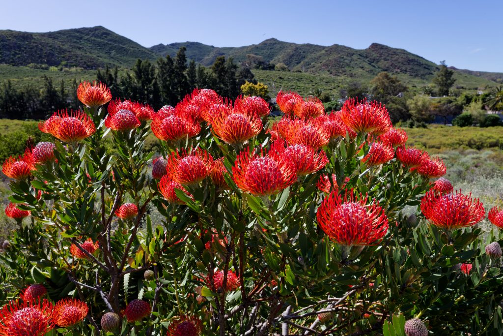 fleurs du cap