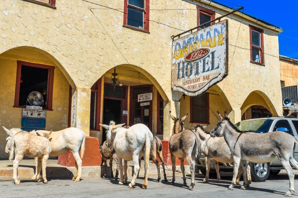 Oatman et ses ânes