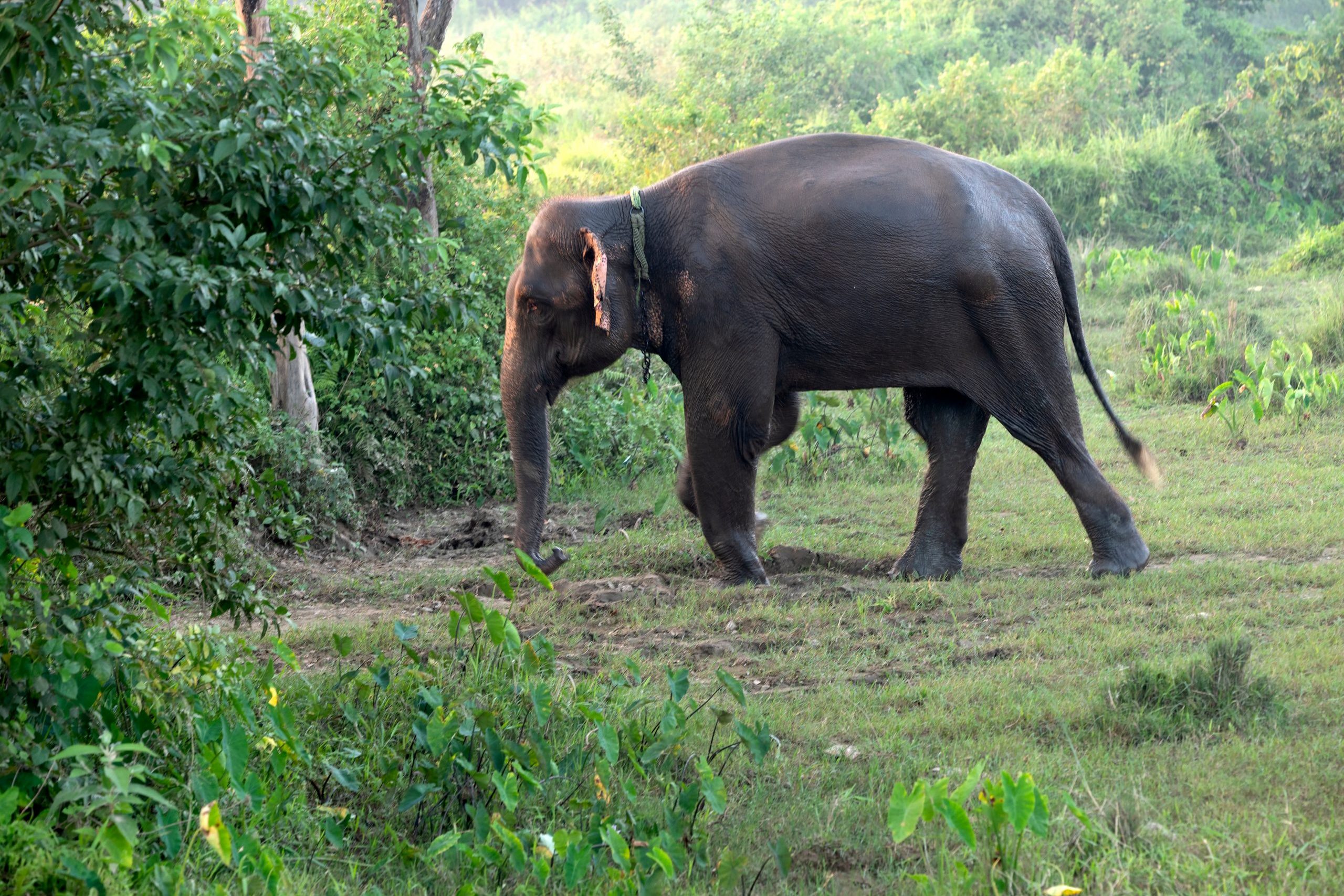Sauraha, Chitwan, Népal