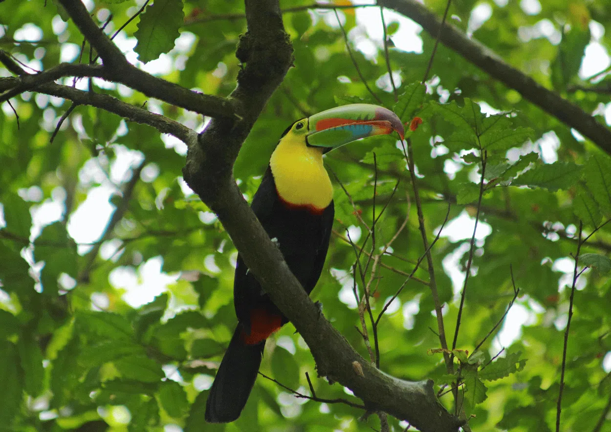 Réserve naturelle de Boca Tapada et ses toucans