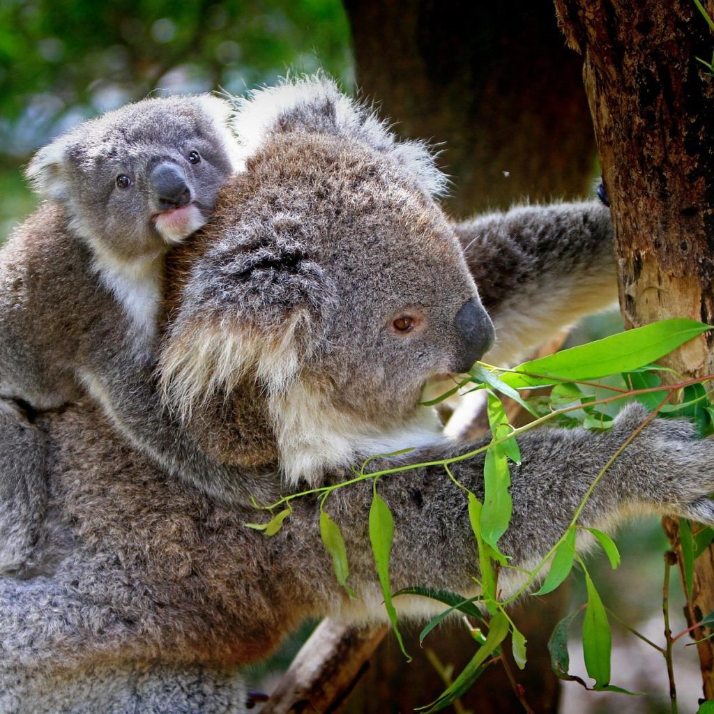 road trip moto australie koala