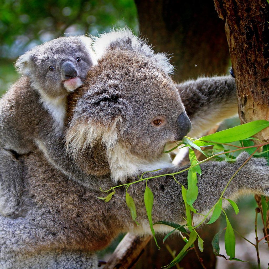 road trip moto australie koala